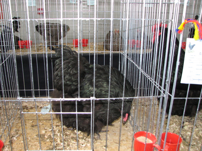 Expozitia Nationala Breaza 2010 224