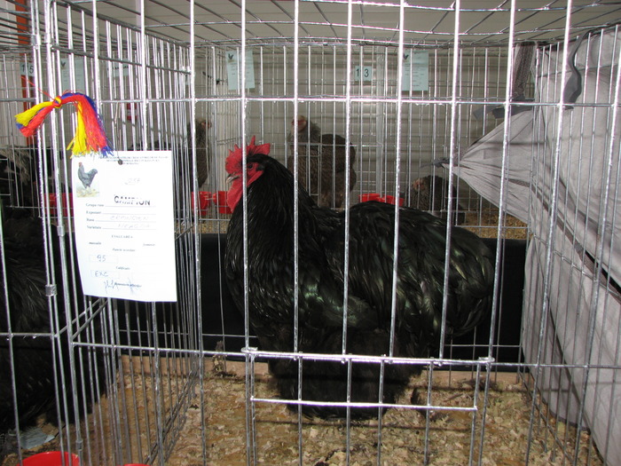 Expozitia Nationala Breaza 2010 225