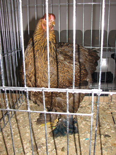 Expozitia Nationala Breaza 2010 226
