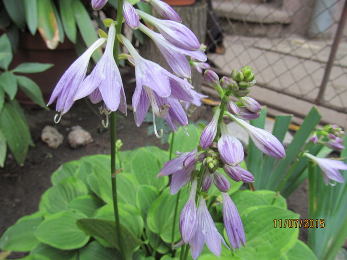 a inflorit hosta mea!