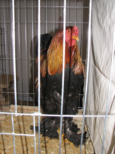 Expozitia Nationala Breaza 2010 228