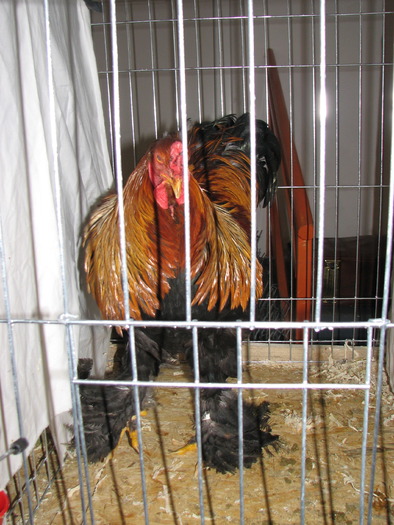 Expozitia Nationala Breaza 2010 229