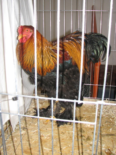 Expozitia Nationala Breaza 2010 230
