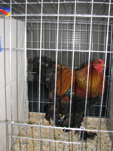 Expozitia Nationala Breaza 2010 231