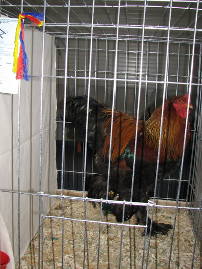 Expozitia Nationala Breaza 2010 232