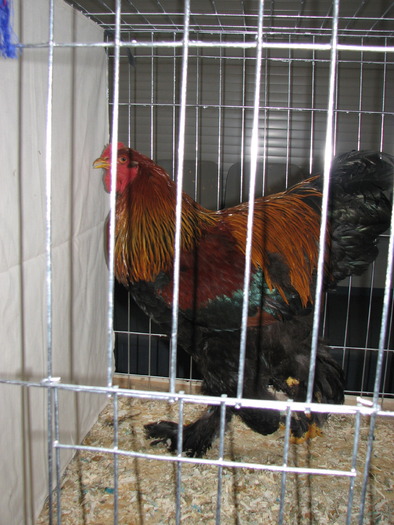 Expozitia Nationala Breaza 2010 235