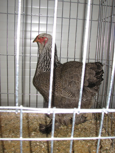 Expozitia Nationala Breaza 2010 236
