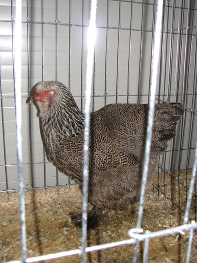Expozitia Nationala Breaza 2010 237