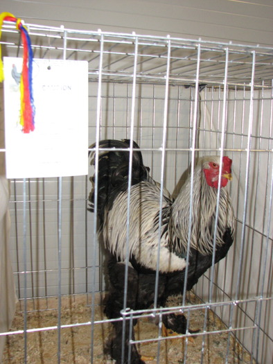 Expozitia Nationala Breaza 2010 238