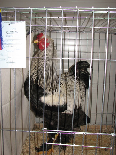 Expozitia Nationala Breaza 2010 240