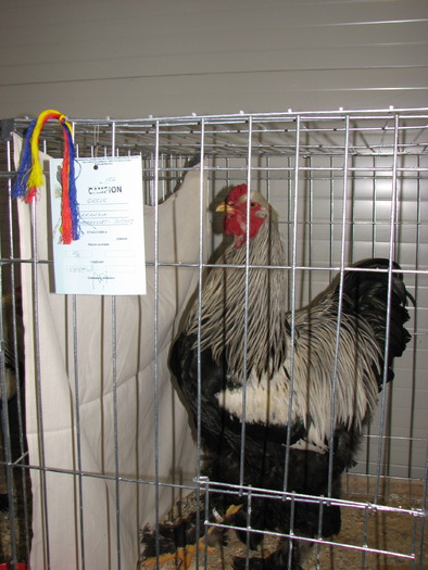 Expozitia Nationala Breaza 2010 241