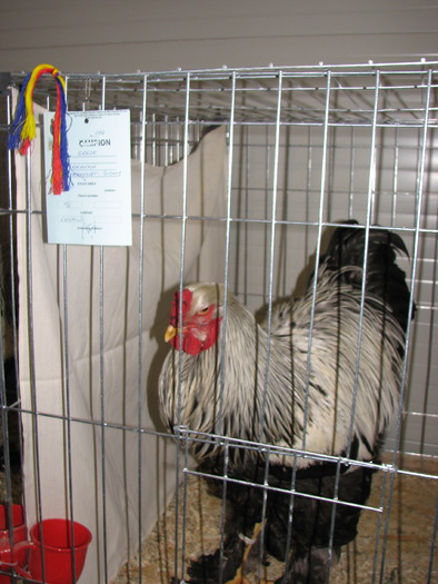 Expozitia Nationala Breaza 2010 242