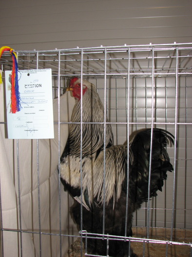 Expozitia Nationala Breaza 2010 243