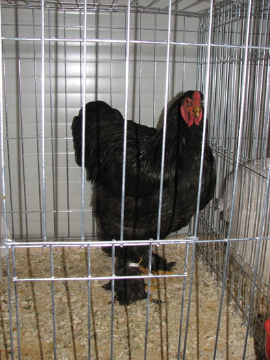 Expozitia Nationala Breaza 2010 244