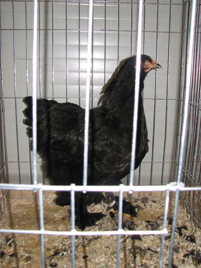 Expozitia Nationala Breaza 2010 245