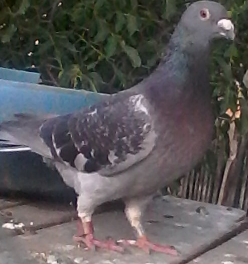 IMG_201507191_083024 - porumbei voiajori