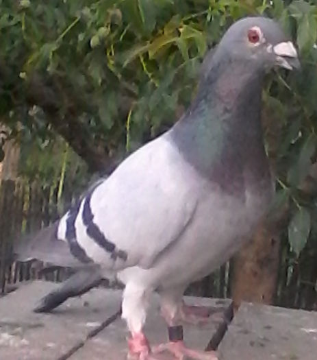 IMG_201507191_082811 - porumbei voiajori