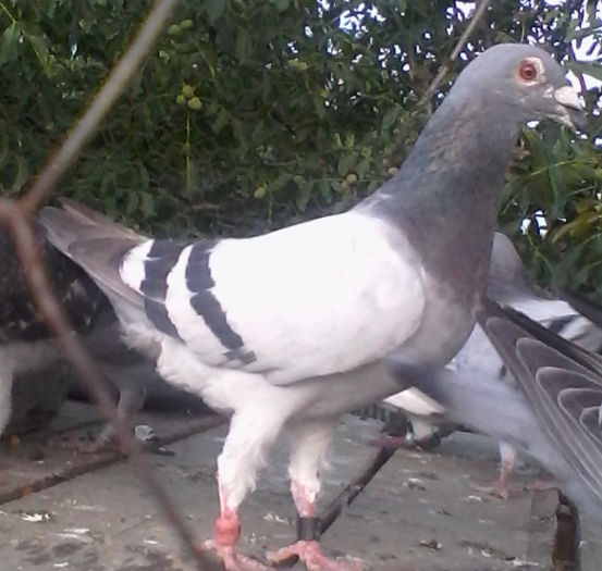 IMG_201507191_083106 - porumbei voiajori