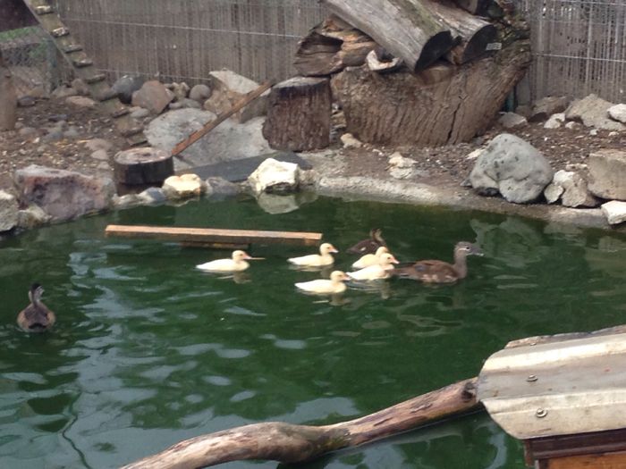 image - Tineret 2015