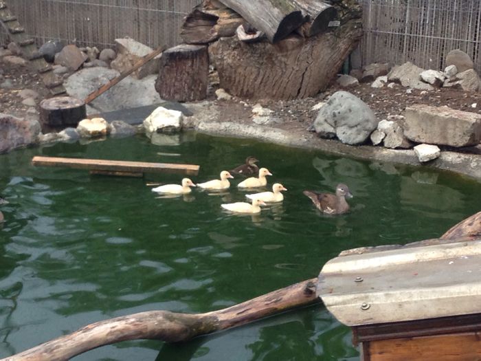 image - Tineret 2015