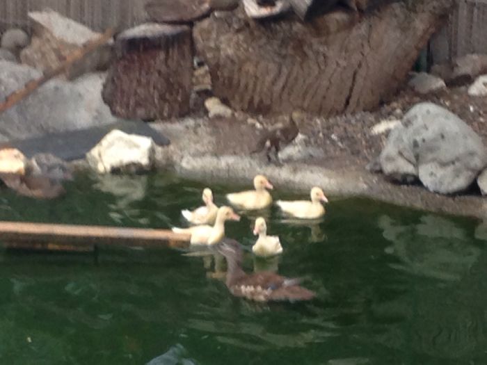 Mandarine Albe - Tineret 2015