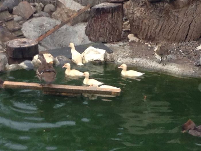 image - Tineret 2015