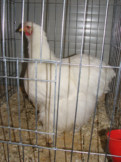 Expozitia Nationala Breaza 2010 248