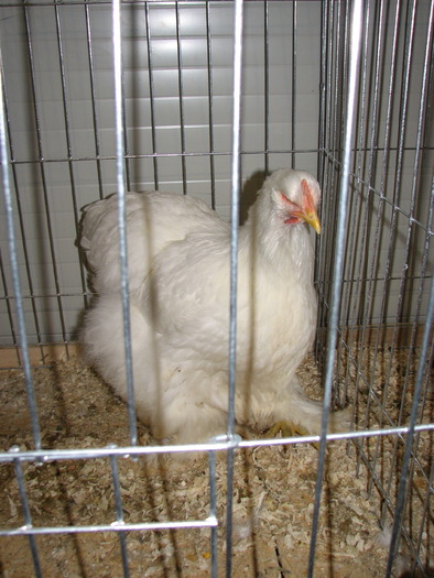 Expozitia Nationala Breaza 2010 249