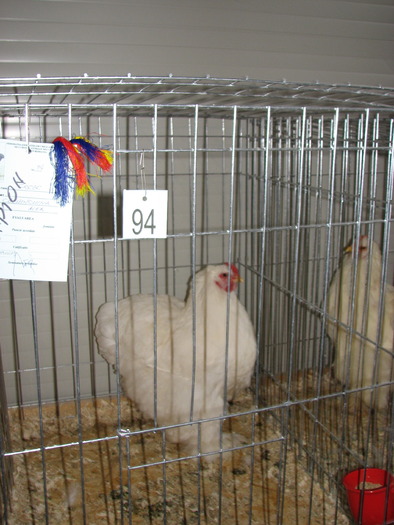 Expozitia Nationala Breaza 2010 250