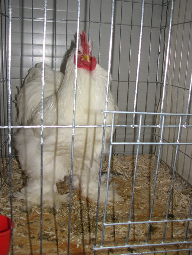 Expozitia Nationala Breaza 2010 252