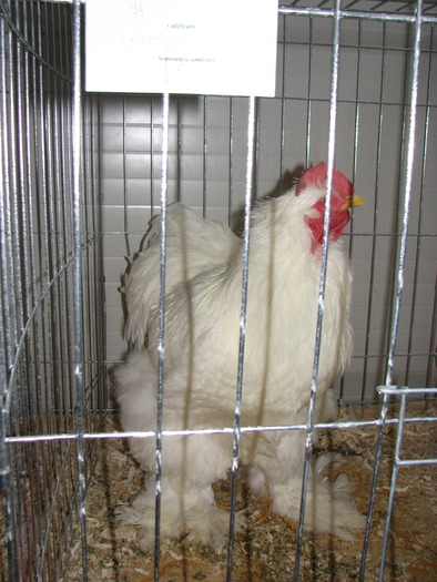 Expozitia Nationala Breaza 2010 253