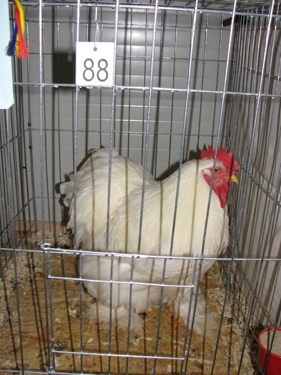 Expozitia Nationala Breaza 2010 254