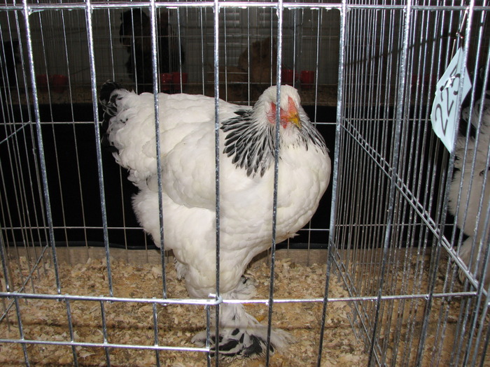 Expozitia Nationala Breaza 2010 256