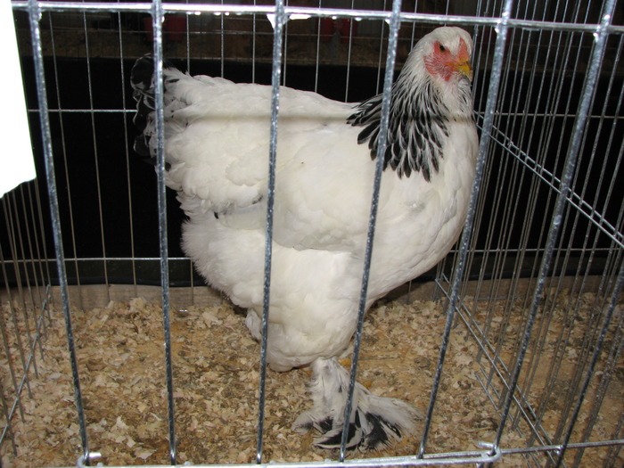 Expozitia Nationala Breaza 2010 257