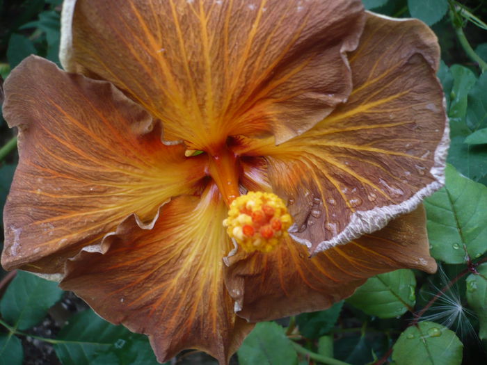 10.07.2015 - HIBISCUSI 2015-1