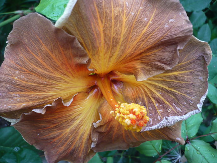 Black Jack - HIBISCUSI 2015-1