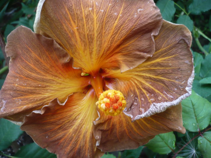 Black Jack - HIBISCUSI 2015-1