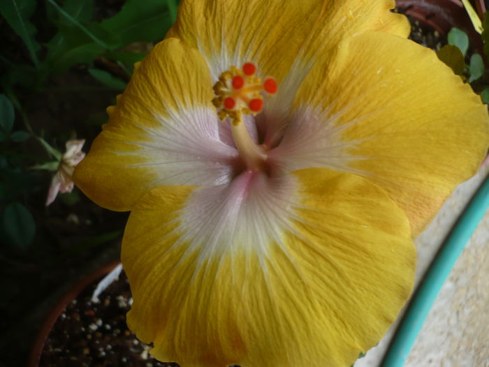 P1230015 - HIBISCUSI 2015-1