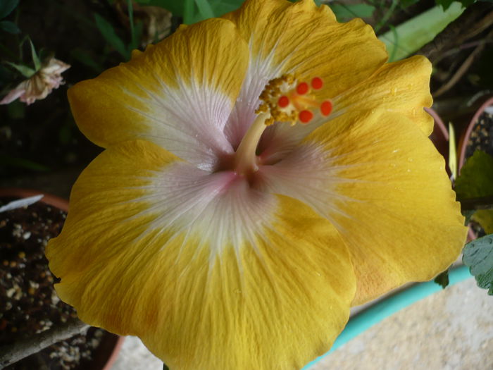 Jason Blue - HIBISCUSI 2015-1