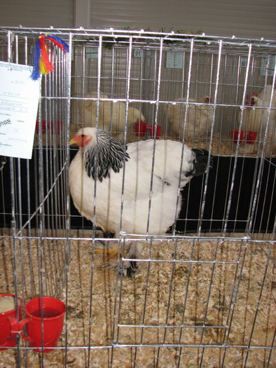 Expozitia Nationala Breaza 2010 259