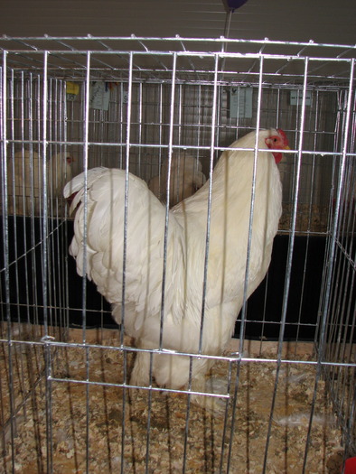 Expozitia Nationala Breaza 2010 260