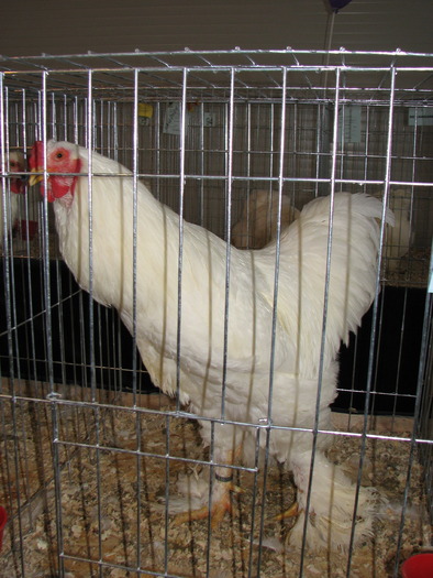 Expozitia Nationala Breaza 2010 261