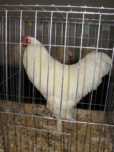 Expozitia Nationala Breaza 2010 262