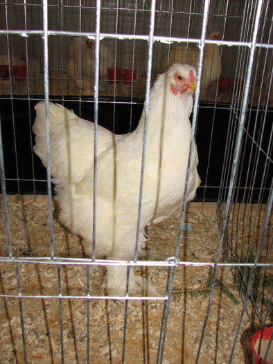 Expozitia Nationala Breaza 2010 263