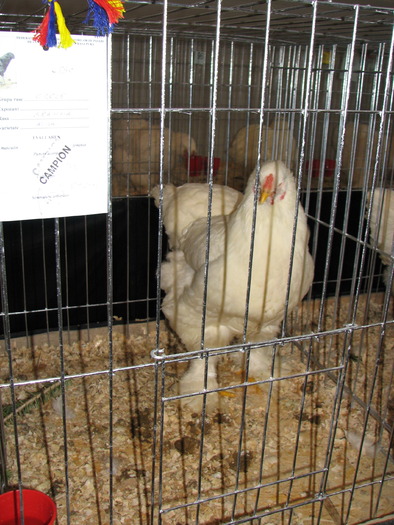 Expozitia Nationala Breaza 2010 264