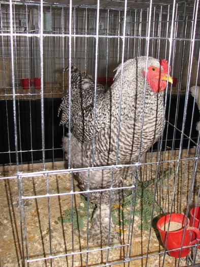 Expozitia Nationala Breaza 2010 265