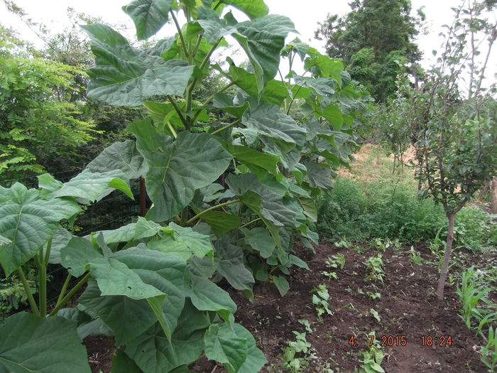 DSCF4374 - paulownia 2015