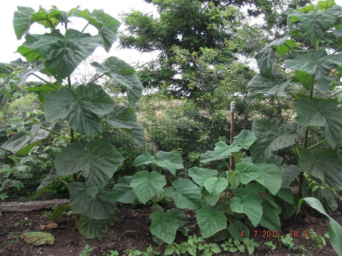 DSCF4377 - paulownia 2015