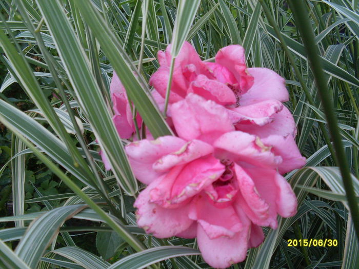 SDC16302 - flori din curte