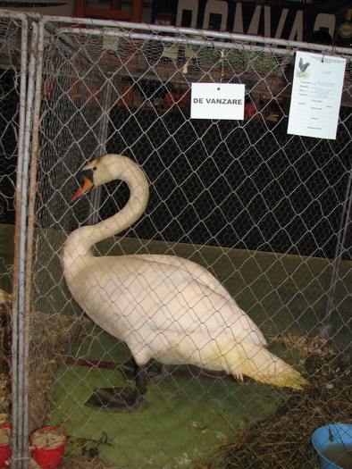 Expozitia Nationala Breaza 2010 286